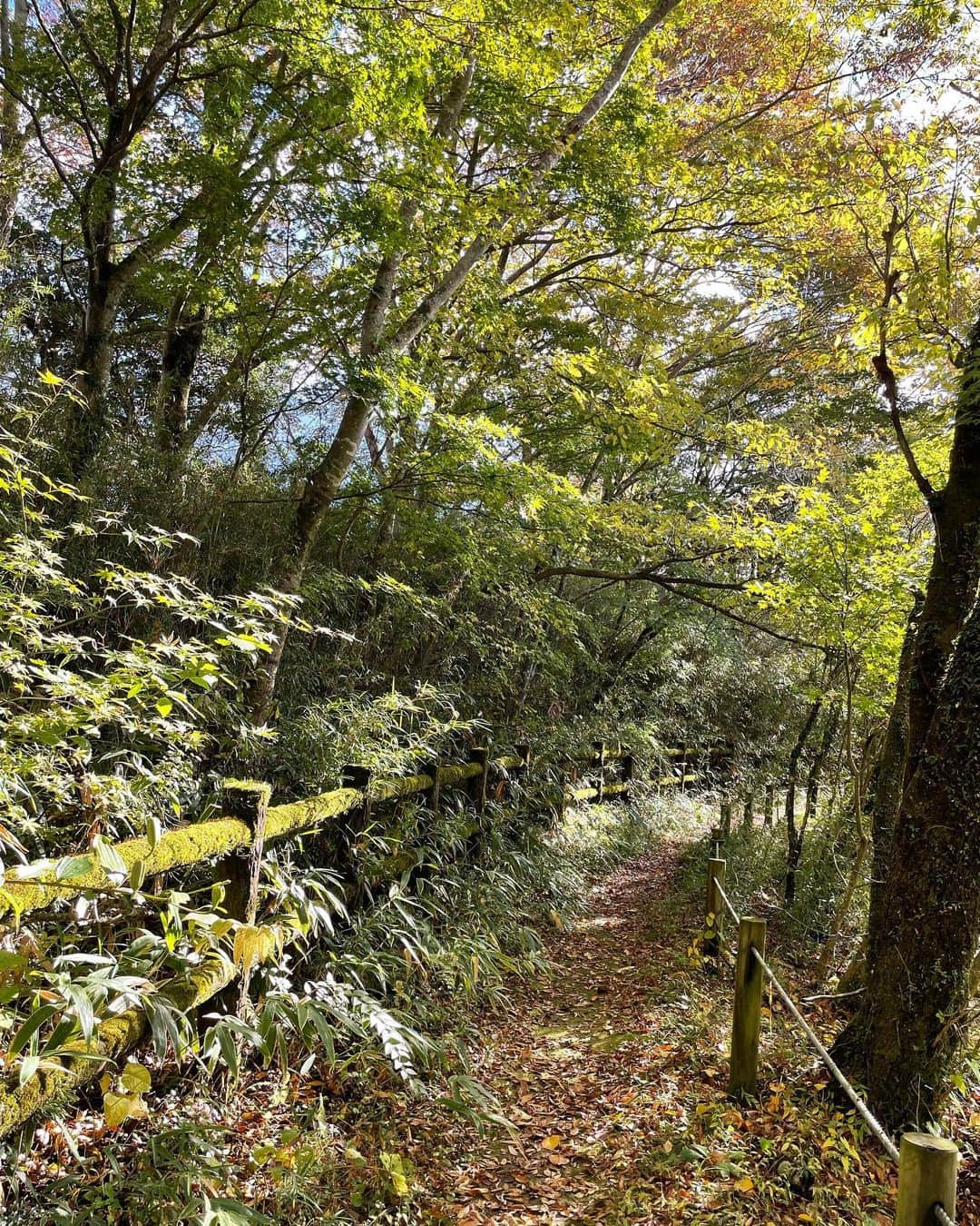 石田ひかりのインスタグラム：「箱根ビジターセンターから、仙石原のススキを目指して🌾 秋晴れの空と、少しずつ色づいてきた山々を眺めながら てくてくてくてく歩きました☺️ 戻りはバスに乗って、ビジターセンターに🚌  美味しい空気をたくさん吸って、身体の中が浄化された気がします⛰️  また行きたいな 気持ちよかった 山歩き楽しいです☺️  ちゃんとした靴、紫外線や防寒対策、飲み物とちょっとした食べ物🍙 リュックには、熊さんよけの鈴などを🛎️‼️  登山の手前の山歩きと言えども、山の天気は本当に変わりやすく 時間と共に冷えてきますので、みなさま装備は万全に🤲🏻  #箱根 #山歩き」