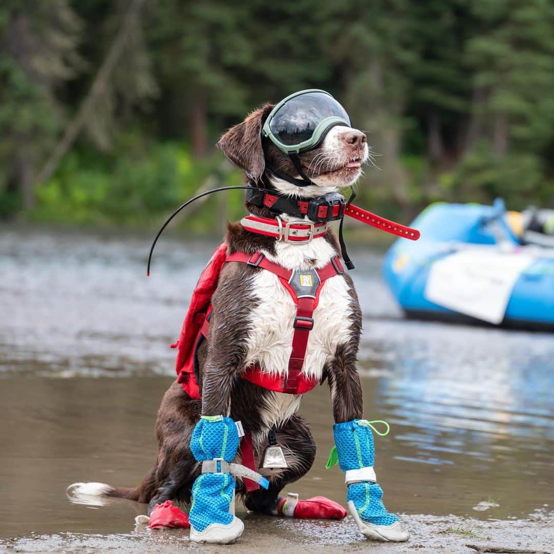 アメリカ内務省のインスタグラム：「Invasive plants are very, very frightening. 😱    But fear not! Frost – an invasive species sniffing super doggo – is on a mission to keep @grandtetonnps invasive plant free! 🐾    Frost and his caretakers with the Working Dogs for Conservation and Teton County Weed and Pest are working with Grand Teton National Park to locate, remove and eradicate the salt cedar shrub, also known as “tamarisk,” and the shrubby, long-lived perennial pepperweed. These aggressive plants alter ecosystems, displace native plants and animals, threaten and endanger species, decrease plant diversity and reduce nesting frequency of waterfowl in wetlands.    They’re just some of the heroes safeguarding our pristine habitats. On Halloween, let’s give a round of appaws to Frost and his squad for helping to keep our public lands and their ecosystems healthy! 👏    Photos by C. Adams / NPS    #workingdog #publiclands #grandtetonnationalpark #dog #halloween   Alt Text:    Photo 1: A brown and white dog sits on the bank of a river wearing blue foot coverings, a red harness and large goggles. There is a light blue inflatable rafting boat and forest trees in the background.    Photo 2: In a shallow river with green trees in the background, four people are talking and standing around a light blue inflatable rafting boat. In the boat, there is a brown and white dog wearing a life jacket, blue foot coverings and goggles.    Photo 3: A woman walks along a riverbank with a brown and white dog who is wearing blue and red foot coverings and a red harness. The riverbank is full of tall, green plants.    Photo 4: Pepperweed is invasive in riparian areas and wetlands and can produce more than six billion seeds per acre of infestation, crowding out native species.」