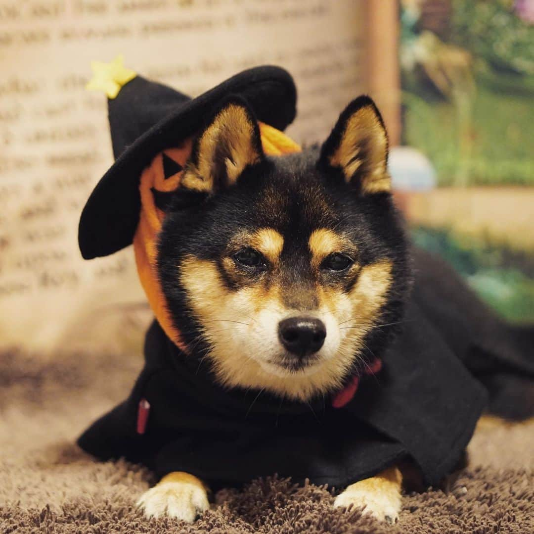 黒豆柴こむぎのインスタグラム：「Happy Halloween🎃👻😈去年のハロウィンコスプレだよ。去年もチーンなお顔だったボク😑🤣🤣2023.10.31  ⭐･*･✩･*･⭐･*･✩･*･⭐･*･✩･*･⭐ ボクのLINE公式アカウントが出来たよ。 ボクとお友だちになって、以下の メッセージを送ってみてね。お返事するよ😘 「こむぎくん」「おはよう」「こんにちは」 「おやすみ」「おしくらまんじゅう」 「変顔して」「こんばんは」「ただいま」 「遊ぼう」「本性見せて」  https://lin.ee/qCJvtxa ハイライト、プロフィールからも飛べます❣️ ⭐･*･✩･*･⭐･*･✩･*･⭐･*･✩･*･⭐  #ハロウィンコスプレ #happyhalloween #黒豆柴こむぎ #黒豆柴 #豆柴 #黒柴 #柴犬 #柴 #まめしば #しばいぬ #しば #mameshiba #kuroshiba #shibainu #shiba #shibalove #shibalovers #shibastagram #shiba_snap #shibasofinstagram #ふわもこ部 #pecoいぬ部 #いぬら部 #proudshibas #thedailyshibainu #ここ柴部 #いぬのきもち #todayswanko #9gagpets #柴スケッチ」