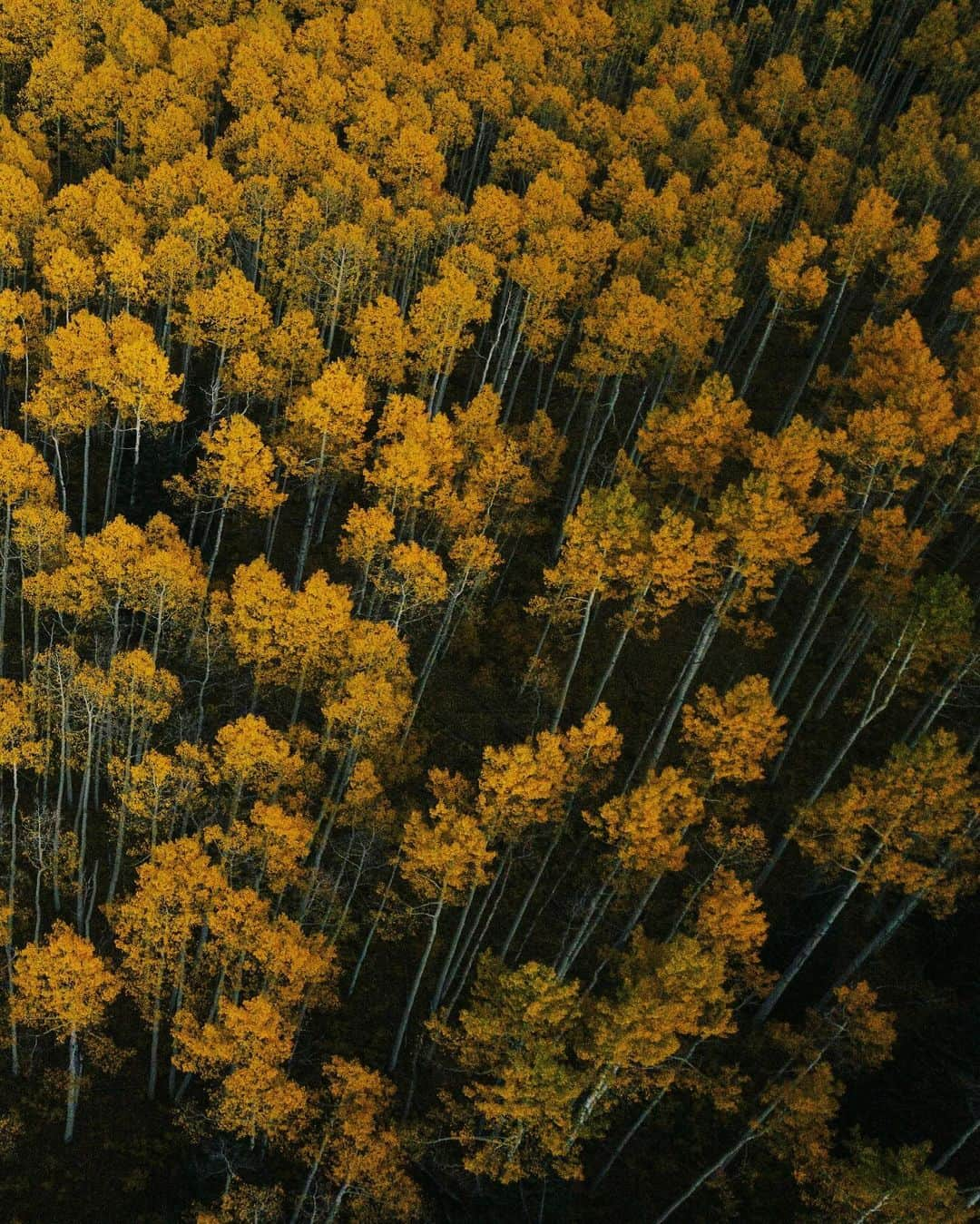 Alex Strohlさんのインスタグラム写真 - (Alex StrohlInstagram)「A moment of silence amongst the aspens. It was tricky trying to time peak fall colors for my recent Colorado trip.. I actually ended up delaying by a week but I’m happy I did because the day after I took this photo it snowed!」10月31日 22時41分 - alexstrohl