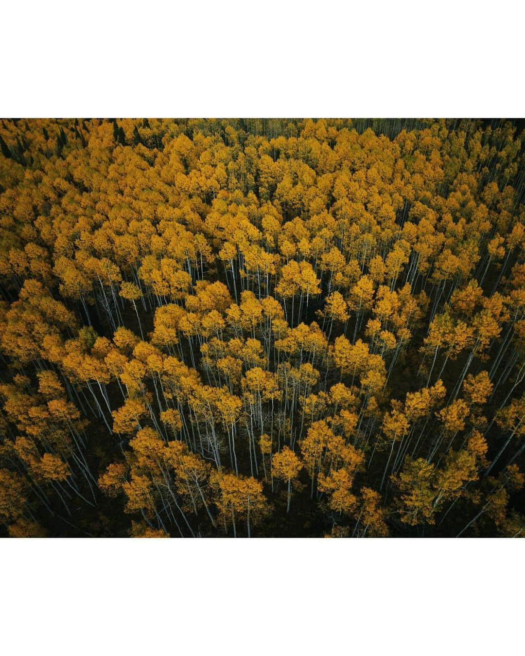 Alex Strohlさんのインスタグラム写真 - (Alex StrohlInstagram)「A moment of silence amongst the aspens. It was tricky trying to time peak fall colors for my recent Colorado trip.. I actually ended up delaying by a week but I’m happy I did because the day after I took this photo it snowed!」10月31日 22時41分 - alexstrohl