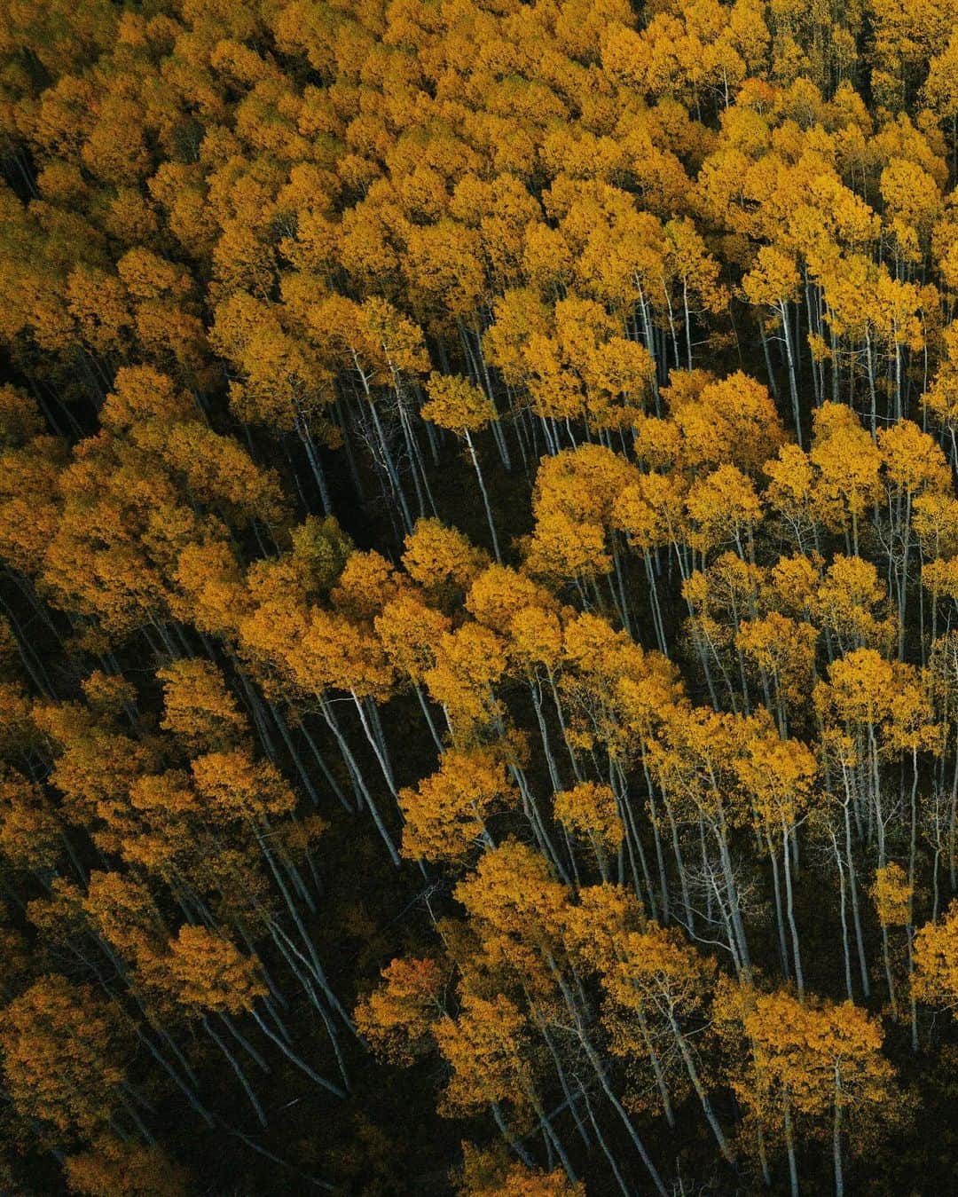 Alex Strohlのインスタグラム：「A moment of silence amongst the aspens. It was tricky trying to time peak fall colors for my recent Colorado trip.. I actually ended up delaying by a week but I’m happy I did because the day after I took this photo it snowed!」