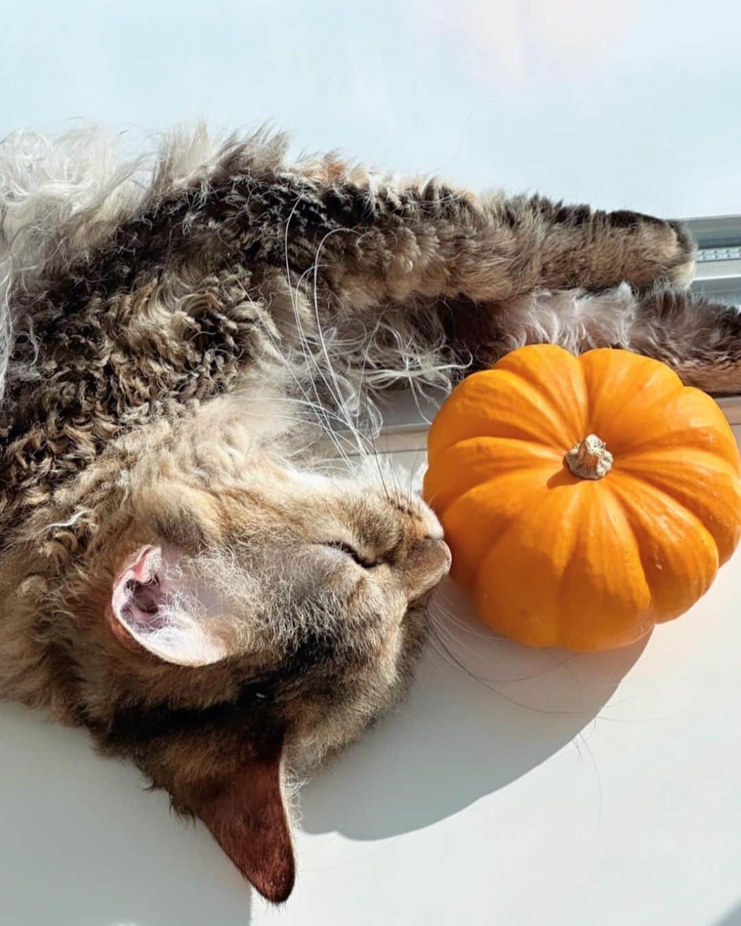 たむらぱんのインスタグラム：「🎃🎃🎃  先日、間抜けなへんじをしてしまった。こちらが様子をたずね返ってきたメールに、なんとこたえるのがふさわしいのかわからなくなり、意を決して送った四文字はただの文字となるとなんともとんちんかんな四文字で、今思い出してもそれじゃない！と全身がぞっとする。ZOTTOSURUおばけや！👻   気持ちにしっくりくる言葉を夢見ている。 またおばけ来る前に寝ます🫠 みなみなさま良い夢を  #🎃 #halloween  #happyhalloween  #返事 #猫」