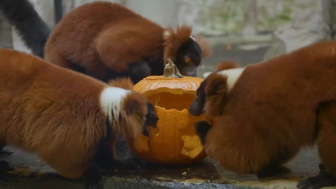 スミソニアン国立動物園のインスタグラム：「🎃👻 Welcome, Great Pumpkin! Happy Halloween and seasons creepings from all your animal friends at Smithsonian’s National Zoo and Conservation Biology Institute.」