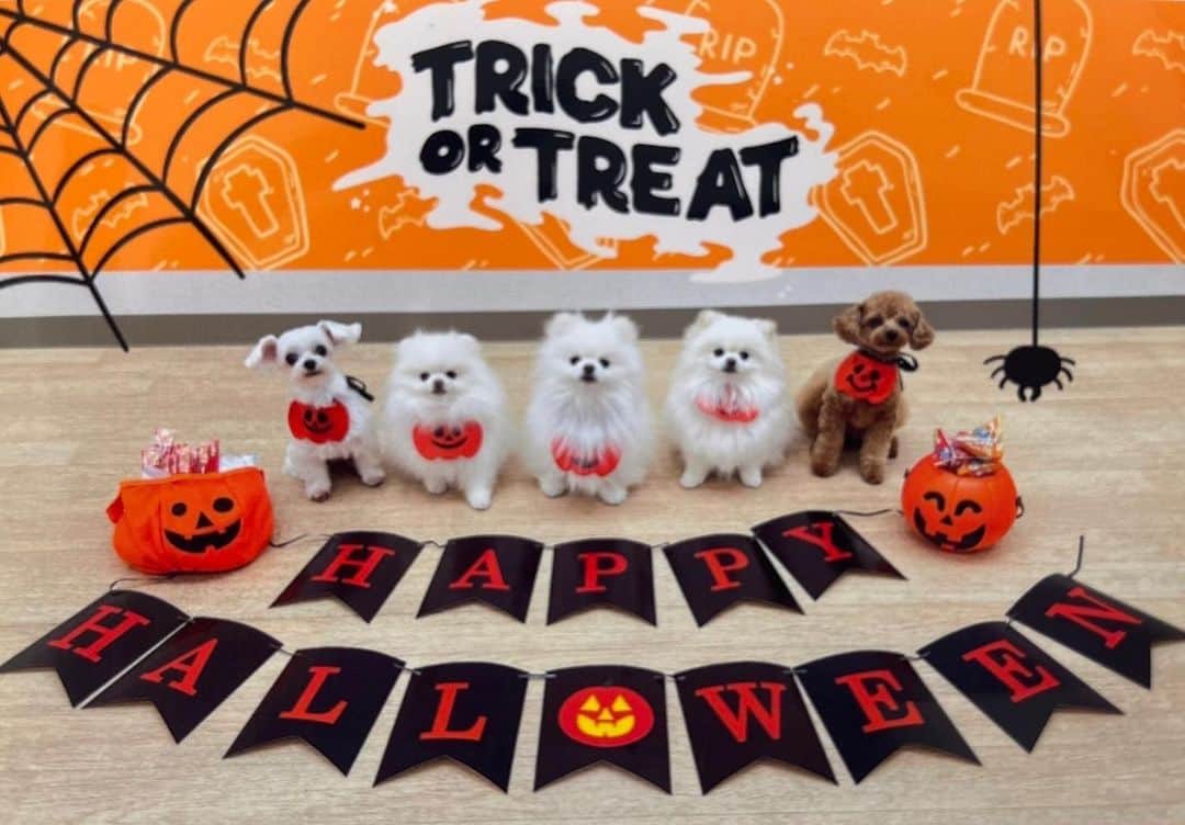 西脇綾香のインスタグラム：「🐶 Happy Halloween 🎃👻 Trick or treat🪄  ポポ　むに　そら　らな　べべ」