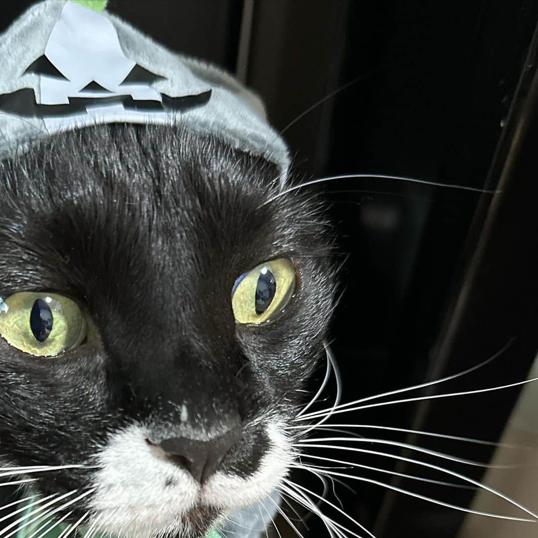 LOSTさんのインスタグラム写真 - (LOSTInstagram)「今年のチャチャさんハロウィン衣装は しょボケたカボチャと カワイぶる小悪魔さんです🥰🥰🥰🥰  #cat」10月31日 23時14分 - lostzeno