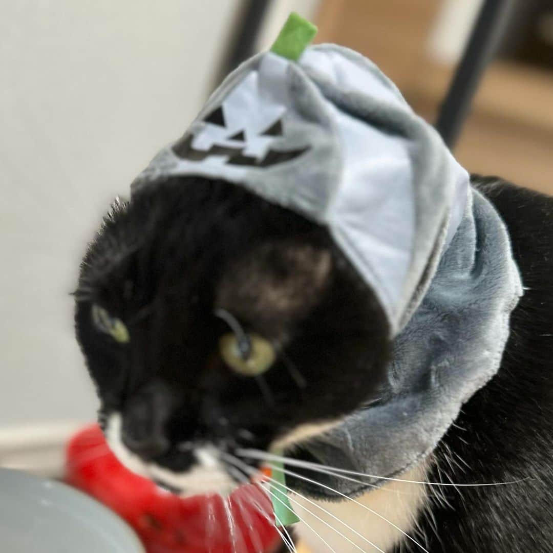 LOSTさんのインスタグラム写真 - (LOSTInstagram)「今年のチャチャさんハロウィン衣装は しょボケたカボチャと カワイぶる小悪魔さんです🥰🥰🥰🥰  #cat」10月31日 23時14分 - lostzeno