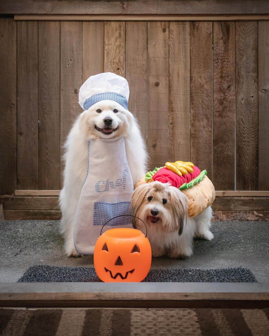 Loki the Corgiのインスタグラム：「Trick or treat!! - hot chef Bear and hot dog Momo 👨🏻‍🍳🌭 How many treats would you give Bear and Momo if they were at your door? 🎃」