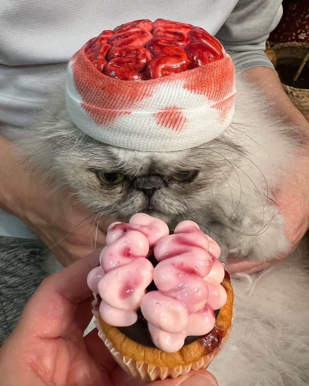 しるこさんのインスタグラム写真 - (しるこInstagram)「2023.10.31🤯 脳みそカップケーキ🧠 こっちでも記念に残しとこ😂  @taro.bakes  今年も楽しいお菓子をありがとう😂  #halloween #capcake」10月31日 23時28分 - shirukotan