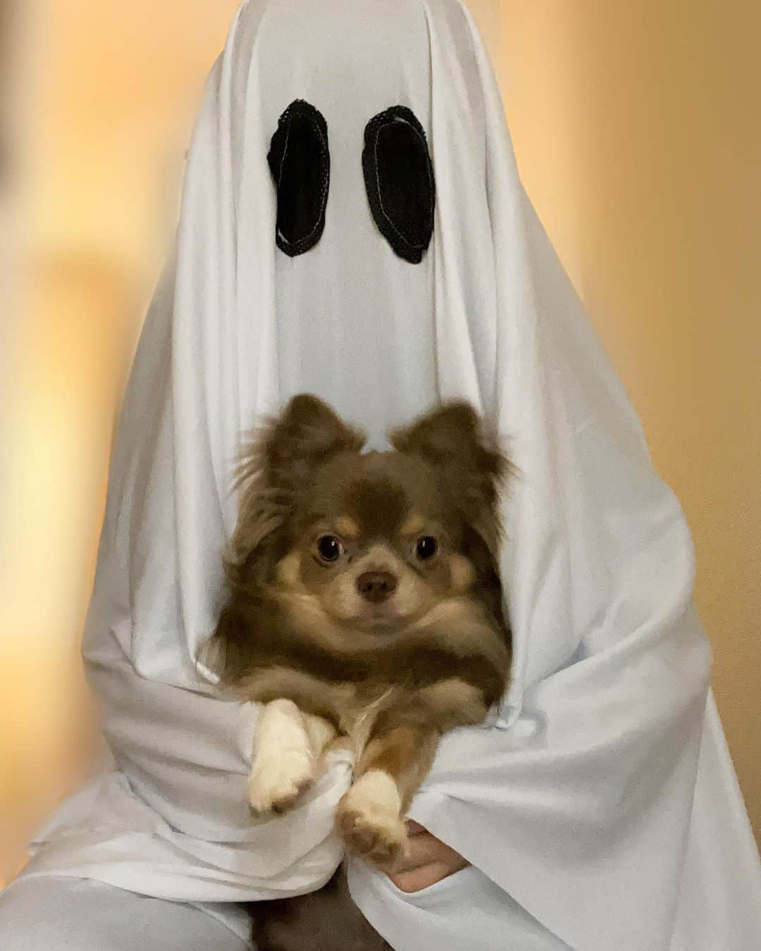 野水伊織のインスタグラム：「ハロウィーンのおまけちゃん📷  『ハロウィン』（78）のマイケルにも、『A GHOST STORY ア・ゴースト・ストーリー』（17）のCにも使えるじゃん！！ と思ってamazonさんのセールで買っておいたシーツ衣装。  被ってみてたら最初こそめっちゃ怖がってたくせに、こぐまさんがじゃれついて来て邪魔しまくるw  ずっと足元の溜まった生地の上に乗られてたし そのせいでバタバタして途中まで裏表逆に着てたし 三脚立てて撮ってみたら全部に写り込んでるし 笑って撮影を終えましたwww  #halloween #halloweencostume #horror #horrormovies #seats #ghost #michaelmyers #aghoststory #chihuahua  #ハロウィン #ハロウィーン #ハロウィンコスプレ #おばけ #シーツおばけ #チワワ #犬バカ部 #犬のいる暮らし」