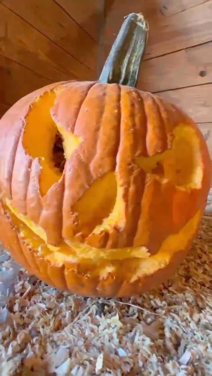 タナー・フォウストのインスタグラム：「Happy Halloween from Foust Farm! To celebrate… Chicken pumpkin carving! 🎃   #chickensofig #chickenpumpkincarving #coloradofarm #foustfarm」