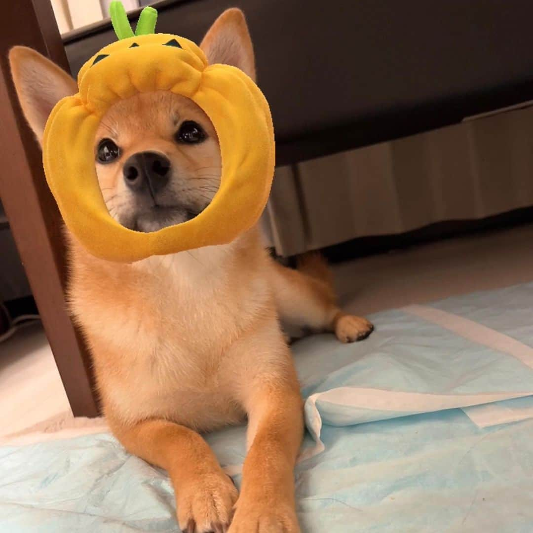 中城あすかさんのインスタグラム写真 - (中城あすかInstagram)「Happy Halloween🎃👻🌙  #halloween #halloweendog #dog #pet #shiba #shibainu #柴犬 #ペット #犬 #柴 #パピー #柴犬好き」10月31日 23時35分 - asukanakajo