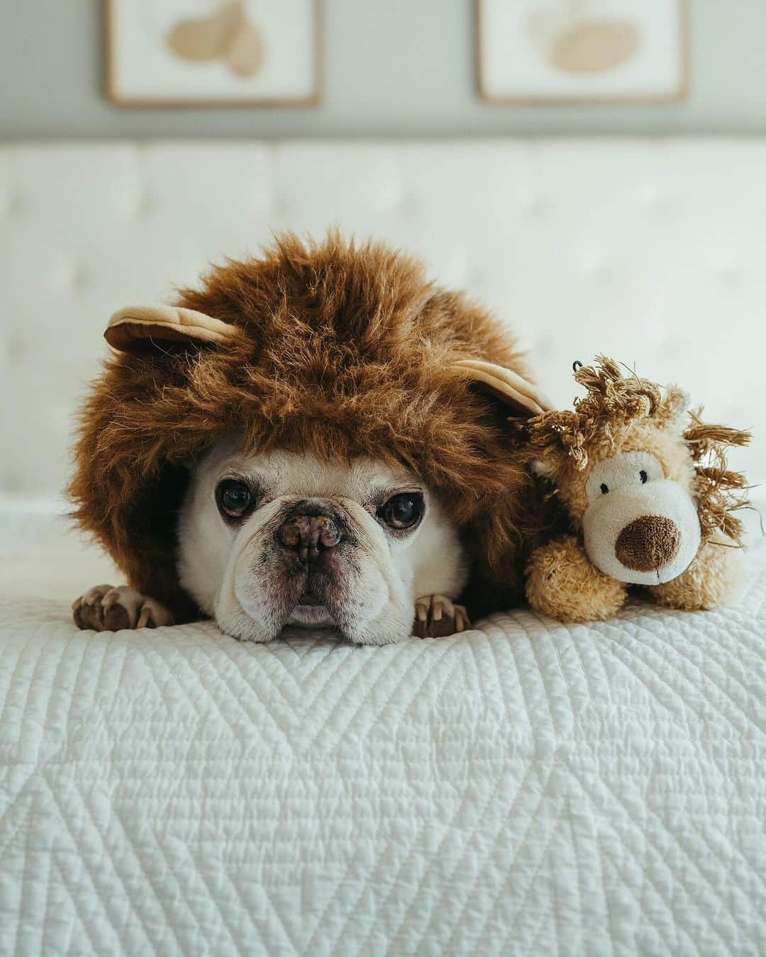 Sir Charles Barkleyのインスタグラム：「Happy Halloween from Me and Mr. Simba 🦁 #halloween #happyhalloween」