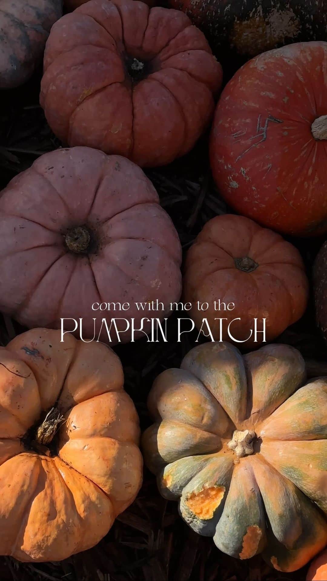 ジュリー・サリニャーナのインスタグラム：「Pumpkin patch in motion. 🎃   #halloween #pumpkinpatch #pumpkin」
