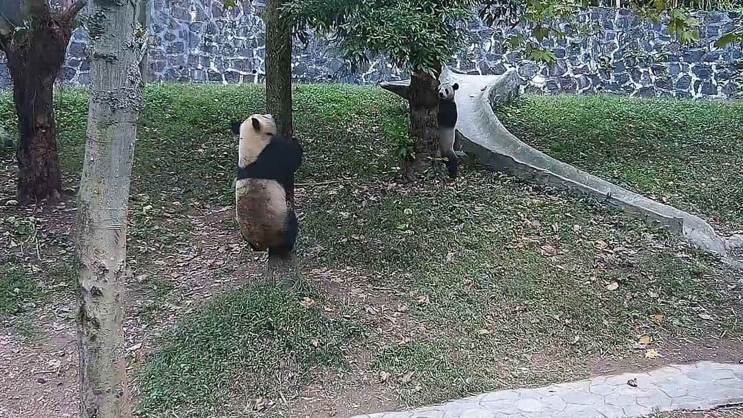 iPandaのインスタグラム
