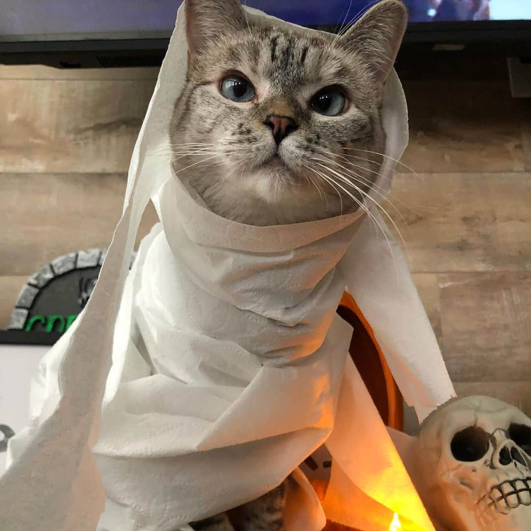 nala_catさんのインスタグラム写真 - (nala_catInstagram)「Am I spooky? Happy Halloween 🎃 👻   #meow #halloween #happyhalloween #cat #catsofinstagram」11月1日 0時09分 - nala_cat