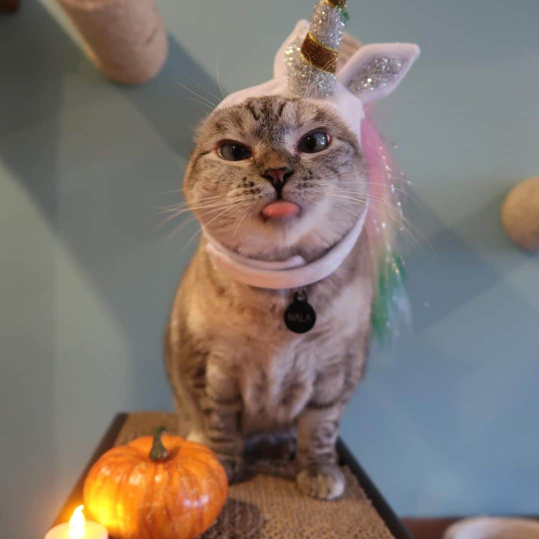 nala_catさんのインスタグラム写真 - (nala_catInstagram)「Am I spooky? Happy Halloween 🎃 👻   #meow #halloween #happyhalloween #cat #catsofinstagram」11月1日 0時09分 - nala_cat