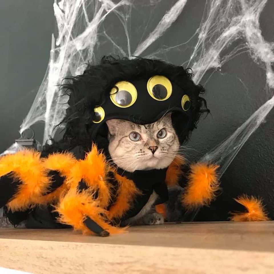 nala_catのインスタグラム：「Am I spooky? Happy Halloween 🎃 👻   #meow #halloween #happyhalloween #cat #catsofinstagram」