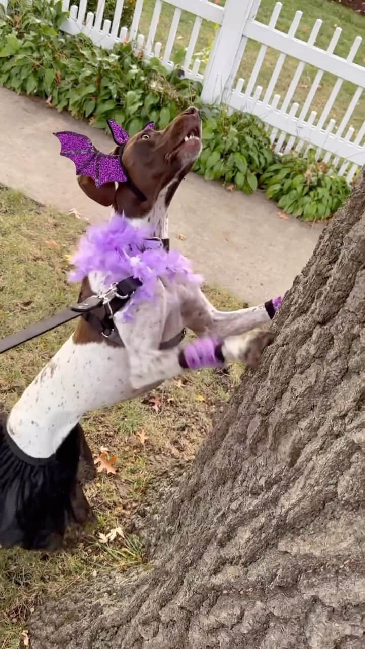 DogsOf Instagramのインスタグラム：「For Halloween, @pointerpawprints is bat sh*t crazy for squirrels🦇🐿️ Or, you know, just being a GSP 🤪 Happy Halloween, furriends!  Stay tuned for our Howl-O-Ween Costume Contest round-up tonight! 👻 •  • • • #pointerpawprints #gspoftheday #squirrelobsessed #dogmom #howloween #dogcostume #halloweendog #spookyseason #trickortreat」