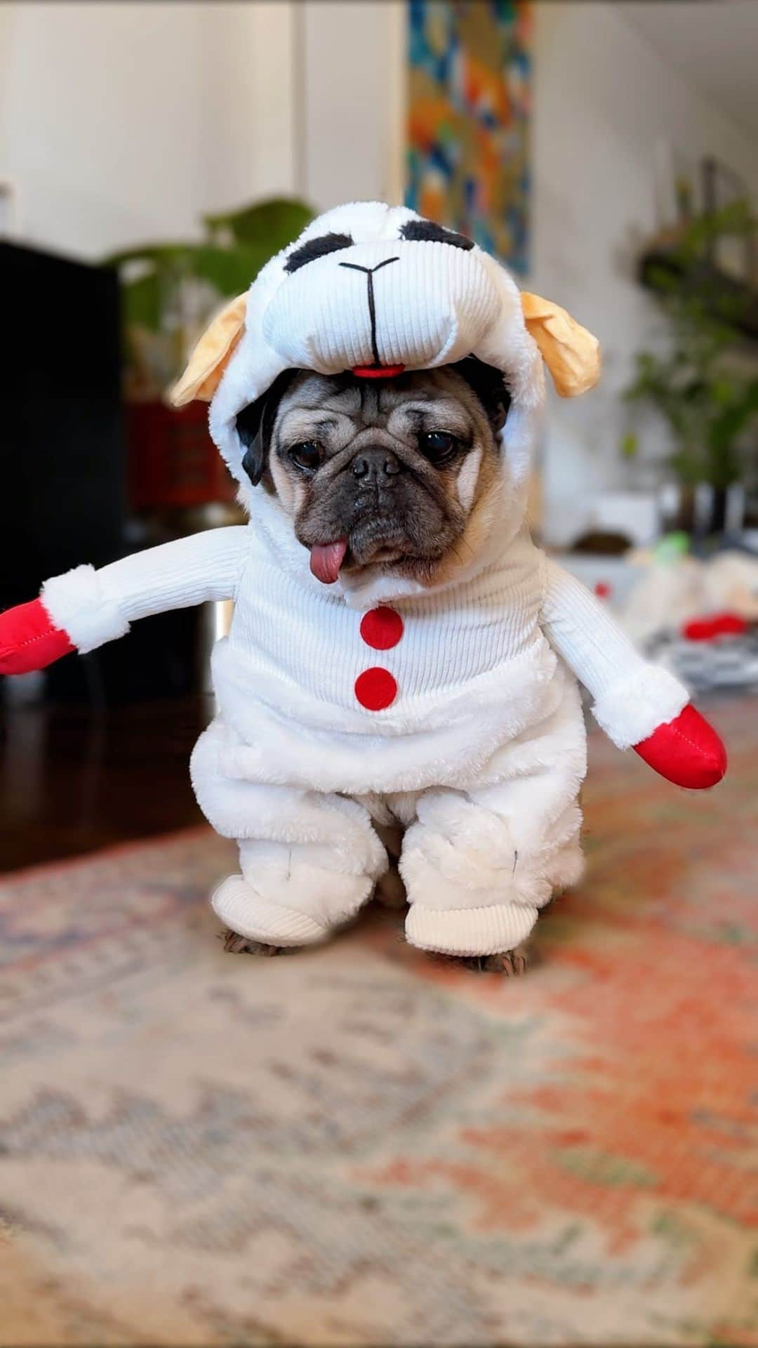 itsdougthepugのインスタグラム：「It was only fitting for Doug The Pug to finally become lamby! Happy Pugoween!!! 🐑❤️🐾  #halloween #lamb #lambchop #dogsofinstagram #cute #dogcostume #dougthepug #pugsofinstagram #pug」