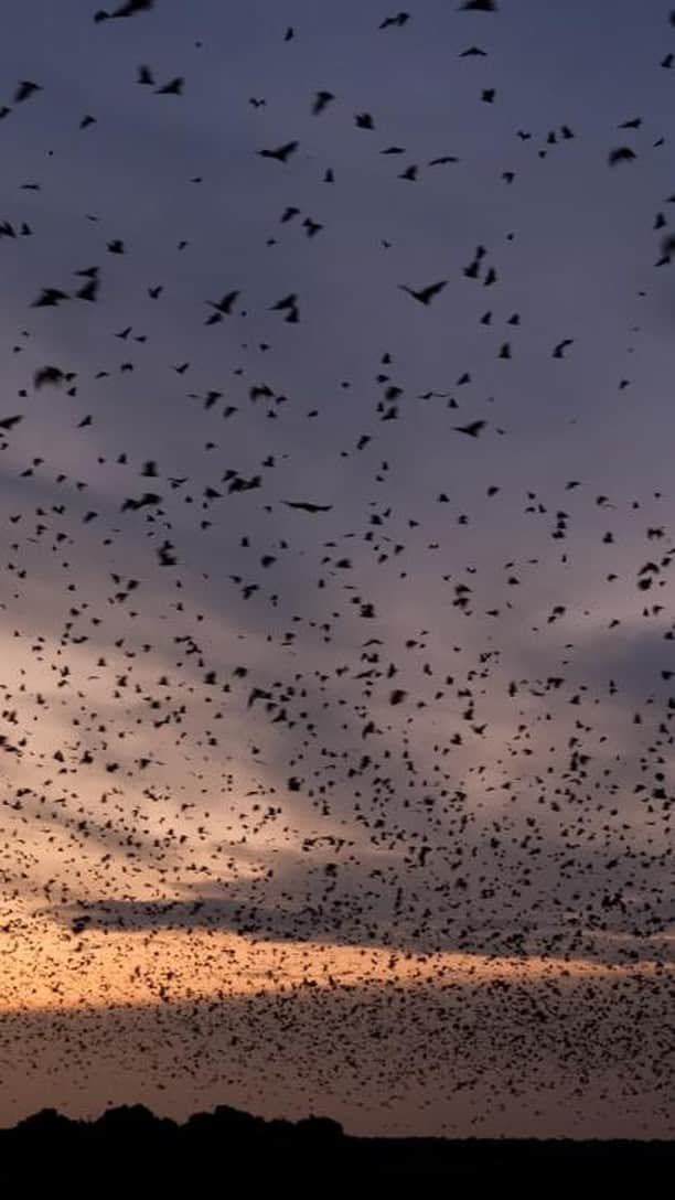 ナショナルジオグラフィックのインスタグラム：「Video by @nicholesobecki | Can you guess which animal is behind the world’s biggest mammal migration? The bat! Or to be more specific, over a million straw-colored fruit bats (Eidolon helvum). At this time of year, colonies of the world’s only flying mammal make extraordinary trips from vast corners of the African continent to Zambia’s tiny Kasanka National Park for a fruit feast. All along their journeys, they disperse seeds that help reforest and regenerate landscapes from the Democratic Republic of the Congo to South Sudan and beyond. Their dramatic emergences at dawn and dusk are among the most extraordinary sights—and sounds—I’ve ever seen and are yet another reason to celebrate these vital but much maligned mammals. #BatAppreciationWeek」
