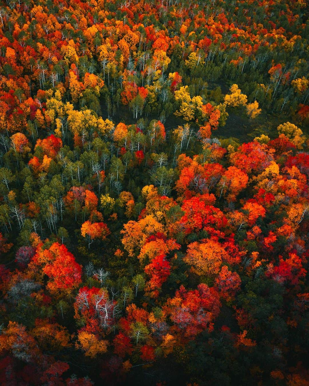 PolarProさんのインスタグラム写真 - (PolarProInstagram)「The seasonal mission to capture Utah’s Autumn landscape called for @eric.kerr to get a bird’s eye view. By equipping his drone with a CP filter, the previously concealed hues and vibrant tones were brought into focus.  📷 @eric.kerr」11月1日 0時59分 - polarpro