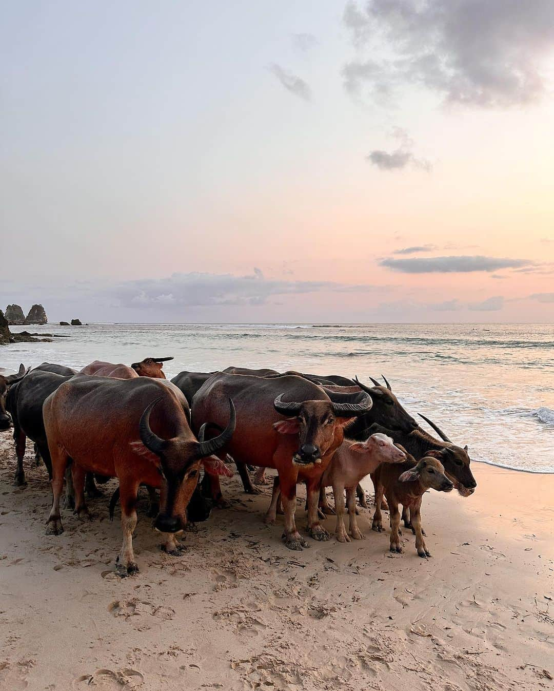 ビクトリアさんのインスタグラム写真 - (ビクトリアInstagram)「We arrive at @nihi after a gorgeous journey through Sumba, and immediately find ourselves drink in hand, sat on the sunset covered beach with a herd of buffalo and young Sumbanese boys racing their ponies down the beach for guests to raise money for the Sumba Foundation and the local children. We sipped on wine until the sun turned to red, all whilst we continuously repeated the phrase ‘I cannot believe we’re here.’ It’s as magical as everyone said; but no words could ever do this place justice. #honeymoon」11月1日 1時01分 - victoria