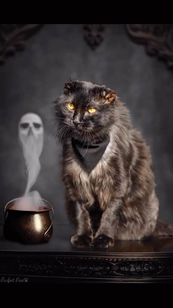 Fresh Stepのインスタグラム：「Photoshoot ghouls. 📸🐈‍⬛🙌 Grab your bat wings and witches brew and strike a spooky paws for Meowoween! 🦇👻🎃  Video courtesy of @purfectpose.  #halloween #spookyseason #halloweenspirit #catphotography #cats #catlovers #freshstep」