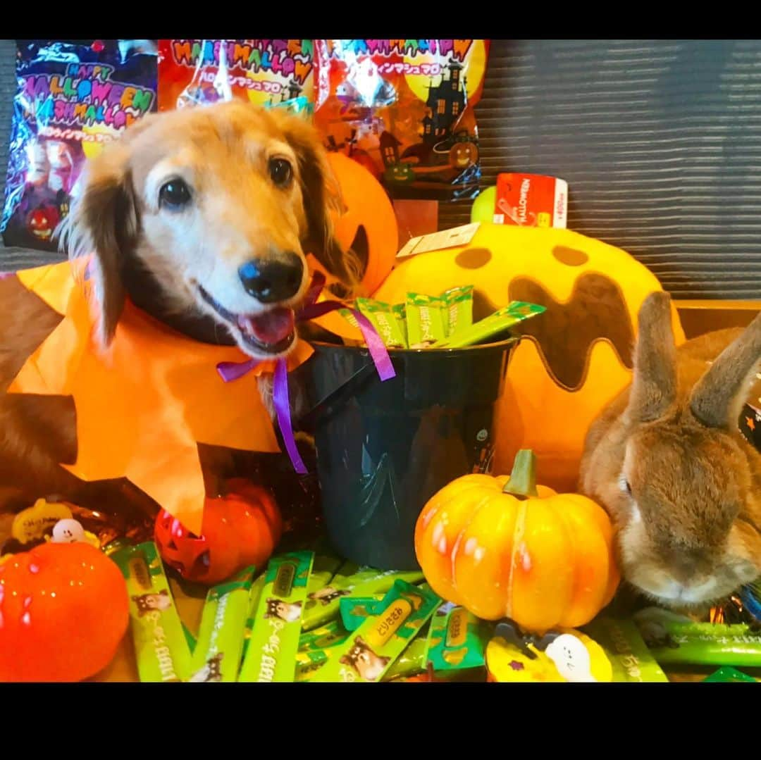 Chieko Shibutaさんのインスタグラム写真 - (Chieko ShibutaInstagram)「うじゃ子🐰です🍂  happy Halloween🎃  マントでうさんぽ🐰👻 楽しいよ❤️  11歳８ヶ月　まだまだ走ります🐰💨  ✨🐰🍀🐶✨ #わんこの散歩 #dachshund #dachshunds #dachshundlove #dog #dogs #doglove #instadog #instagram #instagood #pet #pets #petsagram #cute #cutepe #cutepet #cutedog #cuteanimals #likes #smile #rabbit #ラビット #ミニュチュア #ミニュチュアダックス  #ミニュチュアダックスフント #うさぎ部 #うさぎ #ダックス #ダックスフンド#会いたい」11月1日 1時44分 - chieko.81