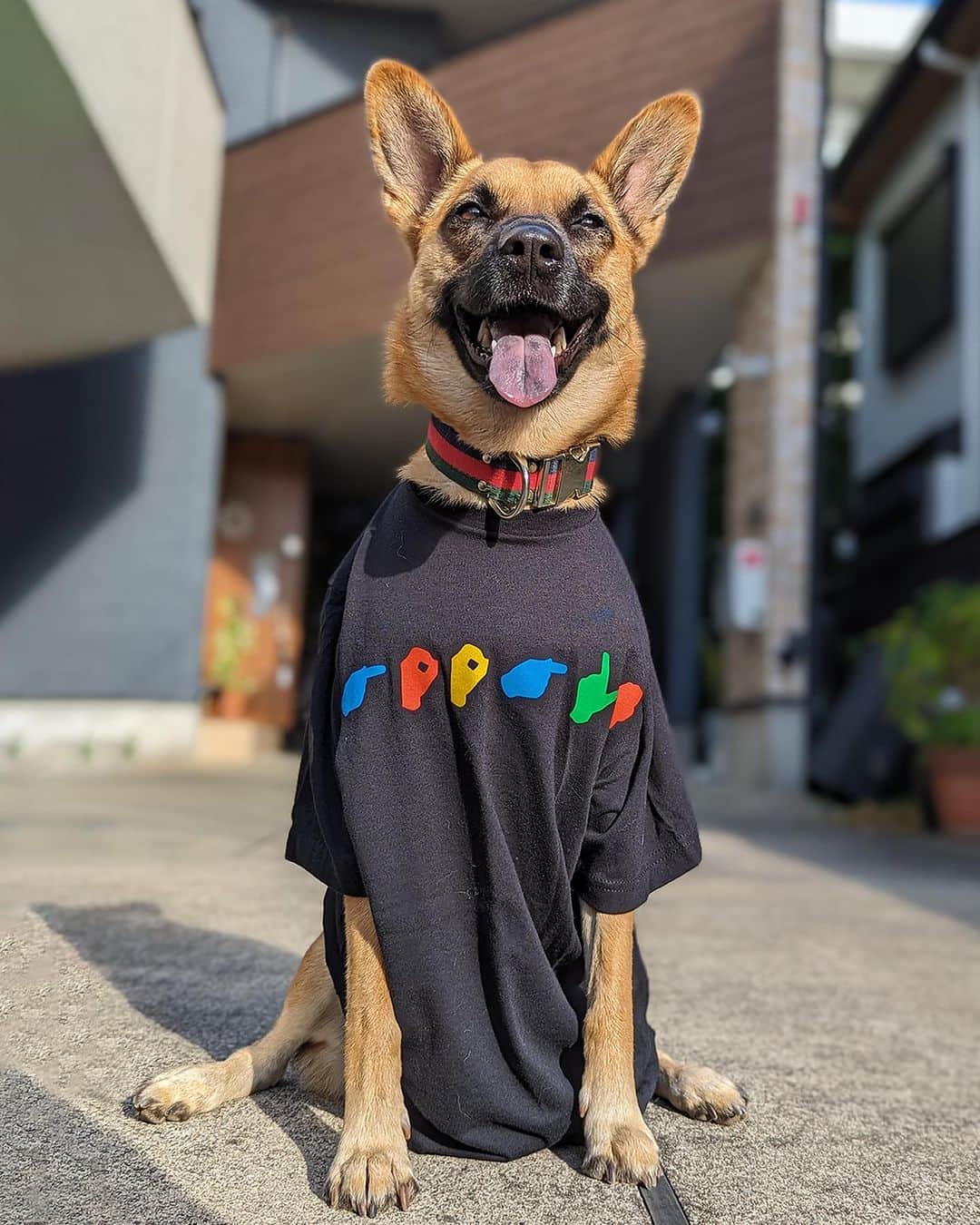 Googleさんのインスタグラム写真 - (GoogleInstagram)「Happy Howl-oween! These #Dooglers and #Mewglers are ready to celebrate 👻🎃  Let us know your favorite ⬇️」11月1日 1時49分 - google