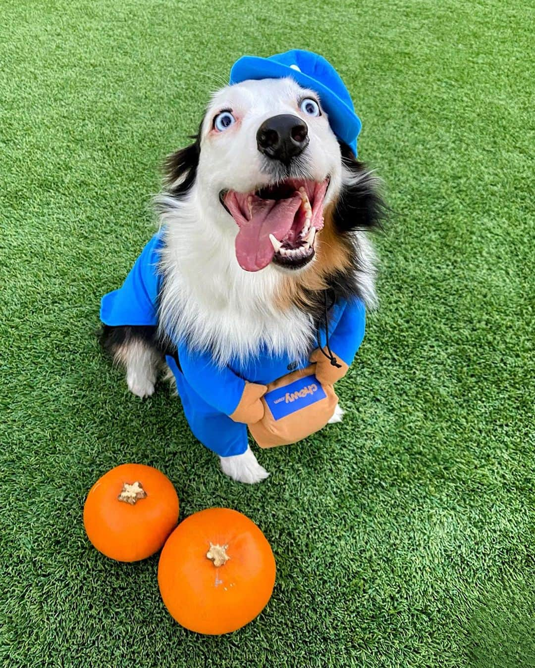 Googleのインスタグラム：「Happy Howl-oween! These #Dooglers and #Mewglers are ready to celebrate 👻🎃  Let us know your favorite ⬇️」