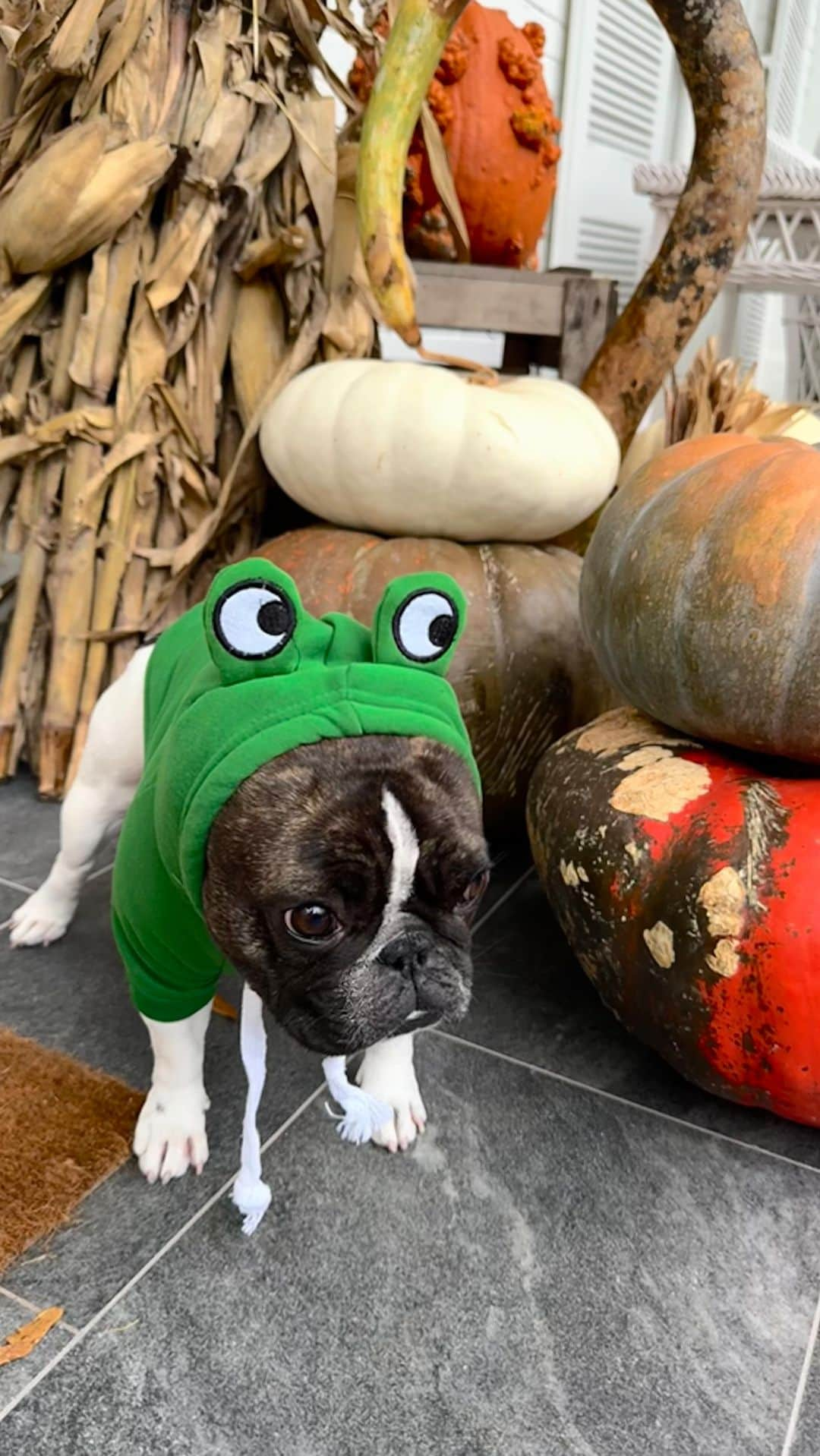 リース・ウィザースプーンのインスタグラム：「So many spoooky costume choices 👻 …and Minnie hates them all 😂 Wishing everyone a safe and Happy Halloween! 😍🎃💀💫」