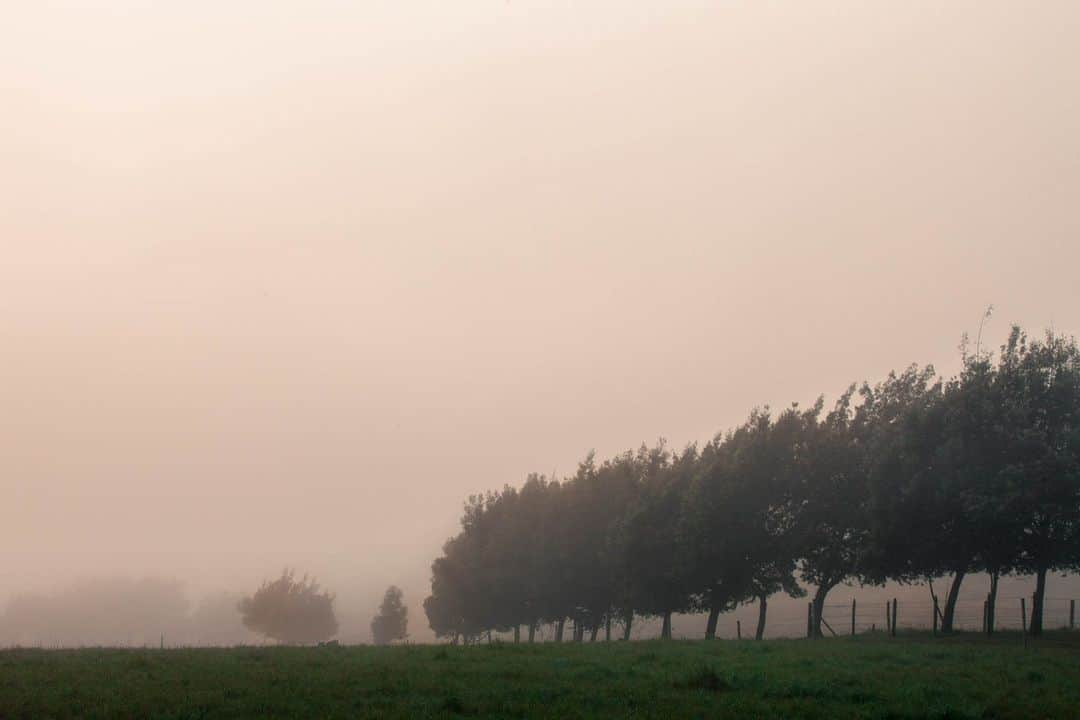 National Geographic Travelさんのインスタグラム写真 - (National Geographic TravelInstagram)「Photos by @juancristobalcobo | Getting up early in the morning is always an opportunity to enjoy the countryside near Bogotá, Colombia. In this case, the mist produced by the low temperatures at night gives way to the warm morning sun, creating a painterly mood for my photographs.   Follow me @juancristobalcobo for more photos of Colombia and elsewhere.」11月1日 2時30分 - natgeotravel