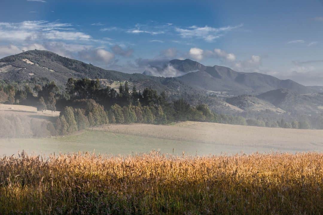 National Geographic Travelのインスタグラム：「Photos by @juancristobalcobo | Getting up early in the morning is always an opportunity to enjoy the countryside near Bogotá, Colombia. In this case, the mist produced by the low temperatures at night gives way to the warm morning sun, creating a painterly mood for my photographs.   Follow me @juancristobalcobo for more photos of Colombia and elsewhere.」