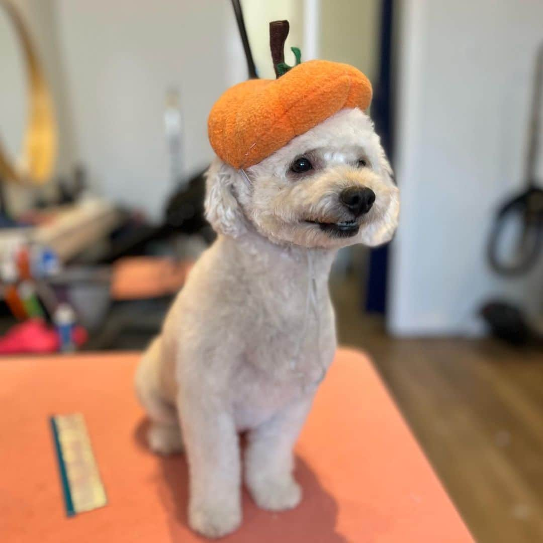 Dogs by Ginaさんのインスタグラム写真 - (Dogs by GinaInstagram)「happy Halloween from Bentley, Belle and Cody🎃🧡🖤」11月1日 2時36分 - napanatural.dogco