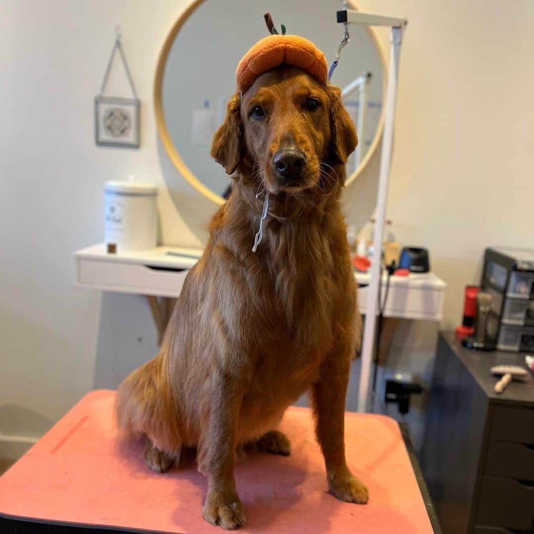 Dogs by Ginaのインスタグラム：「happy Halloween from Bentley, Belle and Cody🎃🧡🖤」