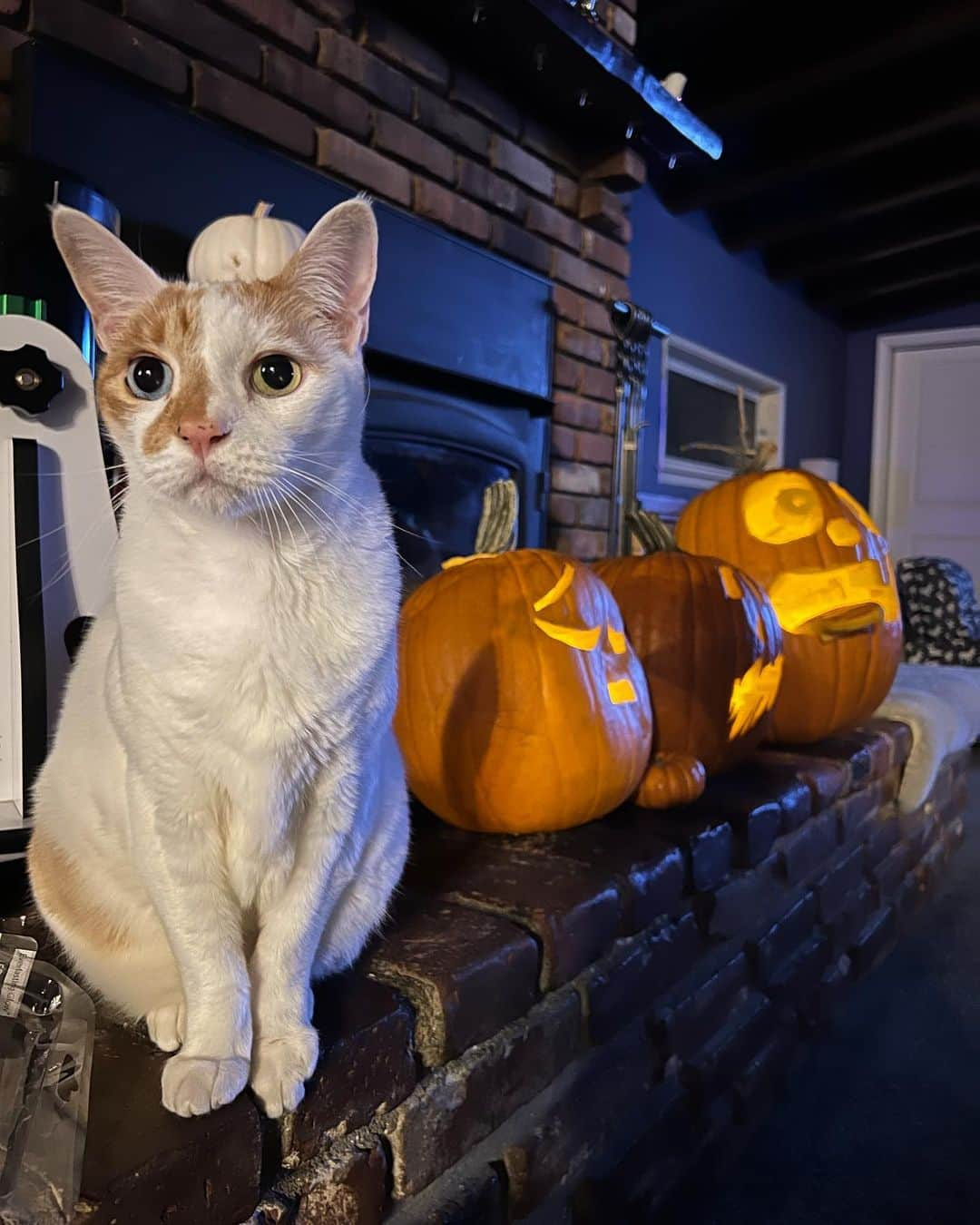 Richard Kittyのインスタグラム：「Happy Halloween! 🐈🎃」