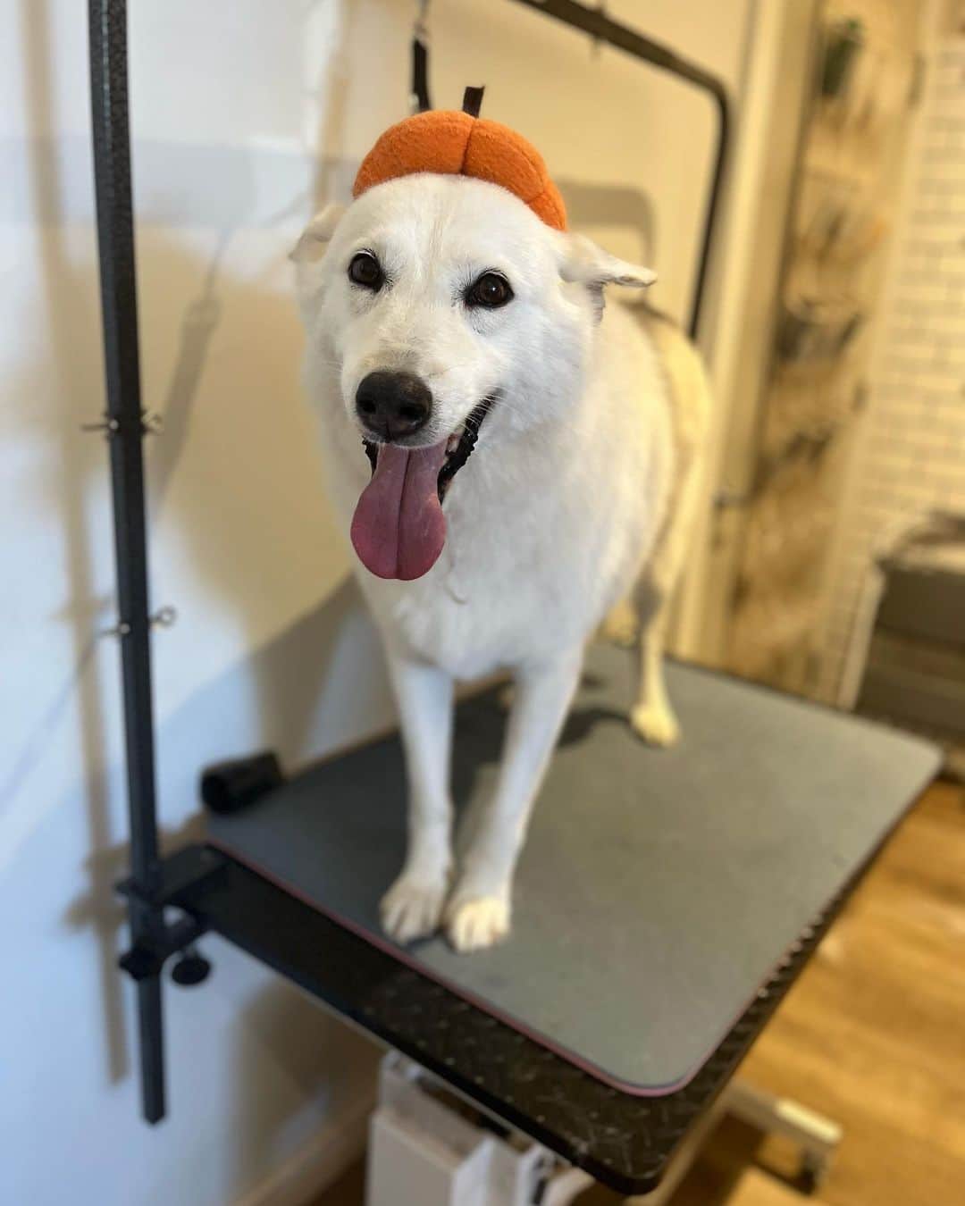 Dogs by Ginaのインスタグラム：「Happy Halloween from Falcor the Siberian Husky!」
