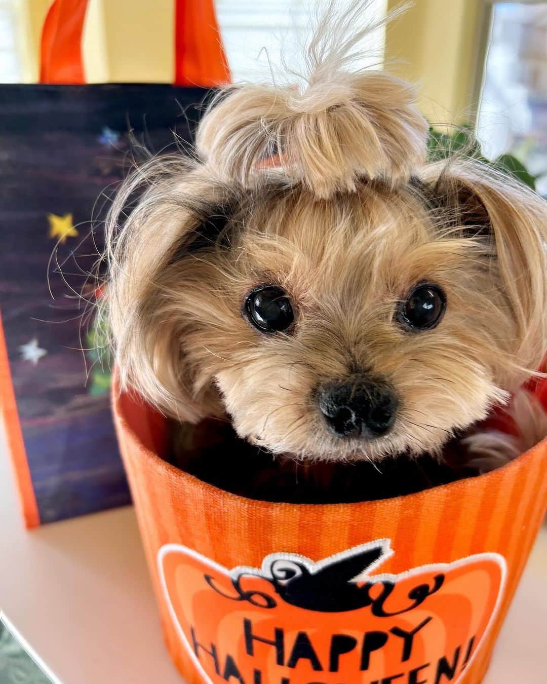 Kodie Bearのインスタグラム：「🎃🎃🎃Happy Halloween, my Friends! Mommy said no costume for me this year but I get to hand out the treats🍭🍬🍭 tonight! 🎃🎃🎃 🐶💭p.s.; I am healthy n still bossing around the house. I cannot hear but my vision is perfect, and I take many naps.」