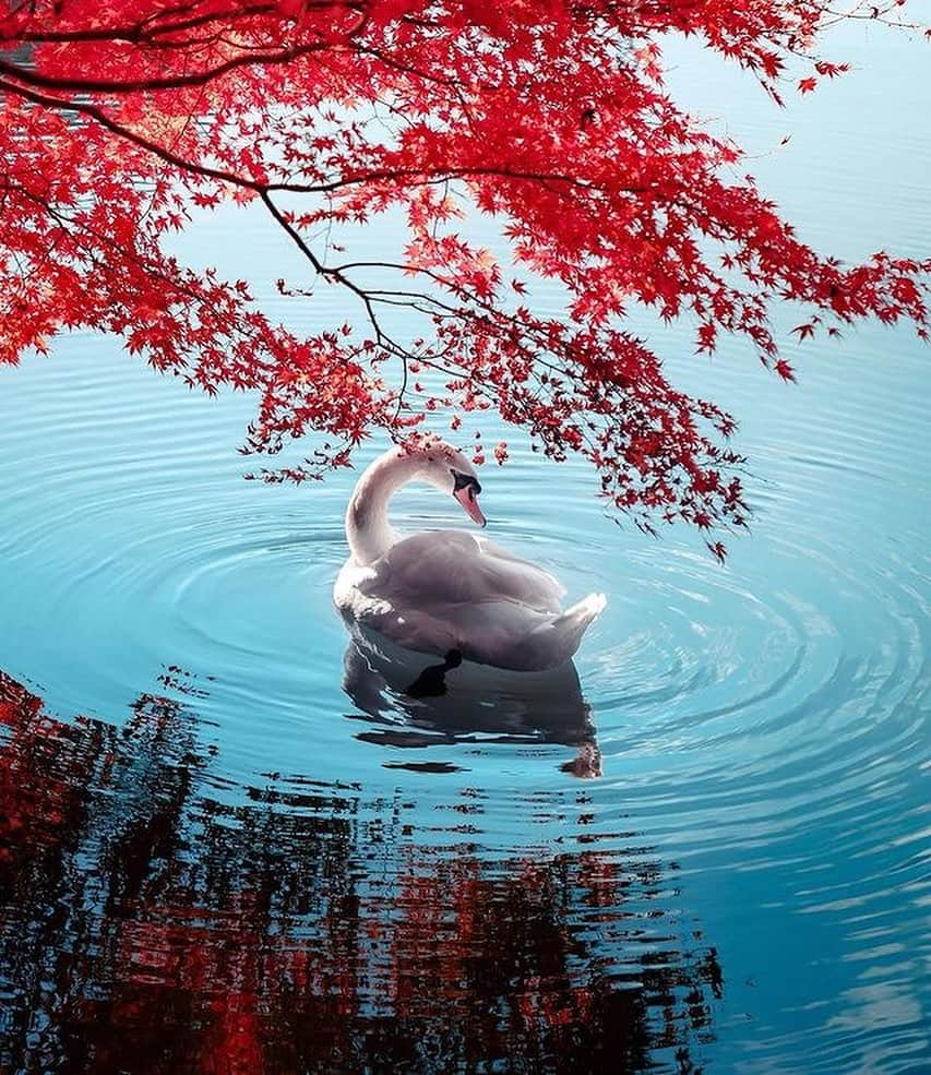 Awesome Wonderful Natureさんのインスタグラム写真 - (Awesome Wonderful NatureInstagram)「The different shades of Autumn in Japan, a spectacular sight to behold!🍁🍂  💡Autumn in Japan is a seasonal spectacle that brings forth vivid colors and stunning landscapes. With the changing colors of leaves, the air is engulfed in an eerie feeling that is unmatched. It’s a time of the year that brings forth an array of cultural events, traditions, and festivals that showcase the beauty of Japan. It’s a time of the year that brings forth a sense of reverence and awe towards nature. The beauty of autumn in Japan is truly a sight to behold.  👉Share this with someone you want to visit Japan in Autumn with!🧡  📸  1. @shimiti_japan  2. @kenken710  3. @1min.traveller  4. @yako_flpr3  5. @bukann_bagas  6. @oemarpatex  7. @kz_pht  8. @88mercury  9. @etsuyo623  10. @wanderfulanya  📍Japan  Tag #fantastic_earth for feature💫 . #nature #place #natgeo #discover #explore #landscape #instagram #colorful #japan #autumn #world #amazing #earth #instagood  #sunset #wonderful #photography #travels #beauty #vacations #travel #geography #artofvisuals #vacation #tlpicks #wanderlust」11月1日 2時46分 - fantastic_earth