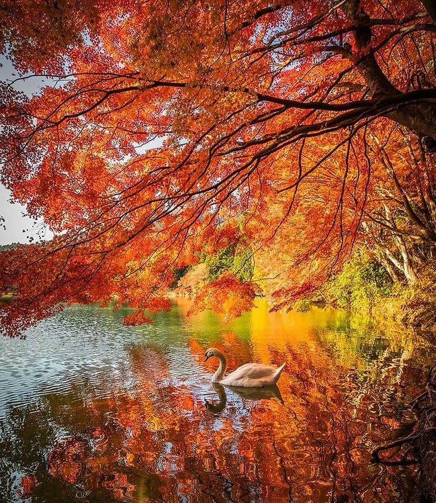 Awesome Wonderful Natureさんのインスタグラム写真 - (Awesome Wonderful NatureInstagram)「The different shades of Autumn in Japan, a spectacular sight to behold!🍁🍂  💡Autumn in Japan is a seasonal spectacle that brings forth vivid colors and stunning landscapes. With the changing colors of leaves, the air is engulfed in an eerie feeling that is unmatched. It’s a time of the year that brings forth an array of cultural events, traditions, and festivals that showcase the beauty of Japan. It’s a time of the year that brings forth a sense of reverence and awe towards nature. The beauty of autumn in Japan is truly a sight to behold.  👉Share this with someone you want to visit Japan in Autumn with!🧡  📸  1. @shimiti_japan  2. @kenken710  3. @1min.traveller  4. @yako_flpr3  5. @bukann_bagas  6. @oemarpatex  7. @kz_pht  8. @88mercury  9. @etsuyo623  10. @wanderfulanya  📍Japan  Tag #fantastic_earth for feature💫 . #nature #place #natgeo #discover #explore #landscape #instagram #colorful #japan #autumn #world #amazing #earth #instagood  #sunset #wonderful #photography #travels #beauty #vacations #travel #geography #artofvisuals #vacation #tlpicks #wanderlust」11月1日 2時46分 - fantastic_earth