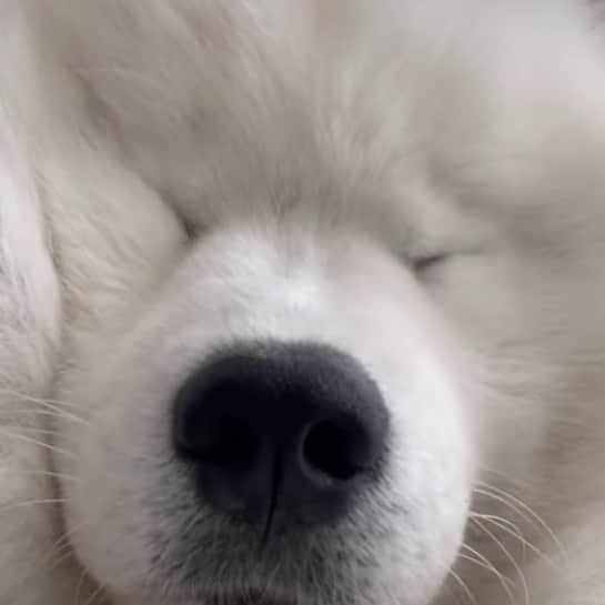 マナのインスタグラム：「あんたにゃ敵わんね  #samoyed #myfavorite #lovedogs」