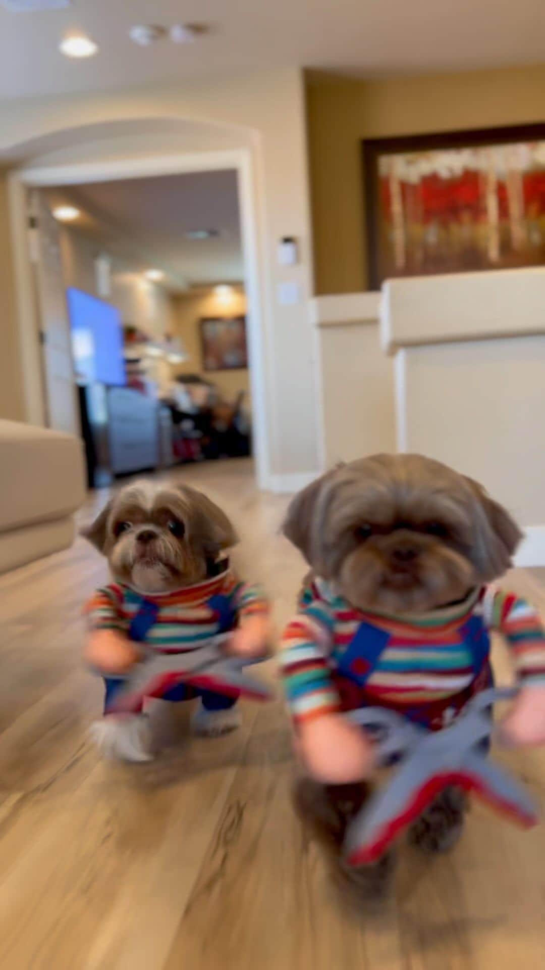 Instagramのインスタグラム：「No running with scissors! ✂️✂️ ⁣  ⁣ Happy Halloween from @theshihtzusophie (Tobi and Sophie), two siblings who love to dress up in costumes, because there’s always a tasty treat at the end. #WeeklyFluff ⁣  ⁣ Video by @theshihtzusophie  Music by @bobsinclar」