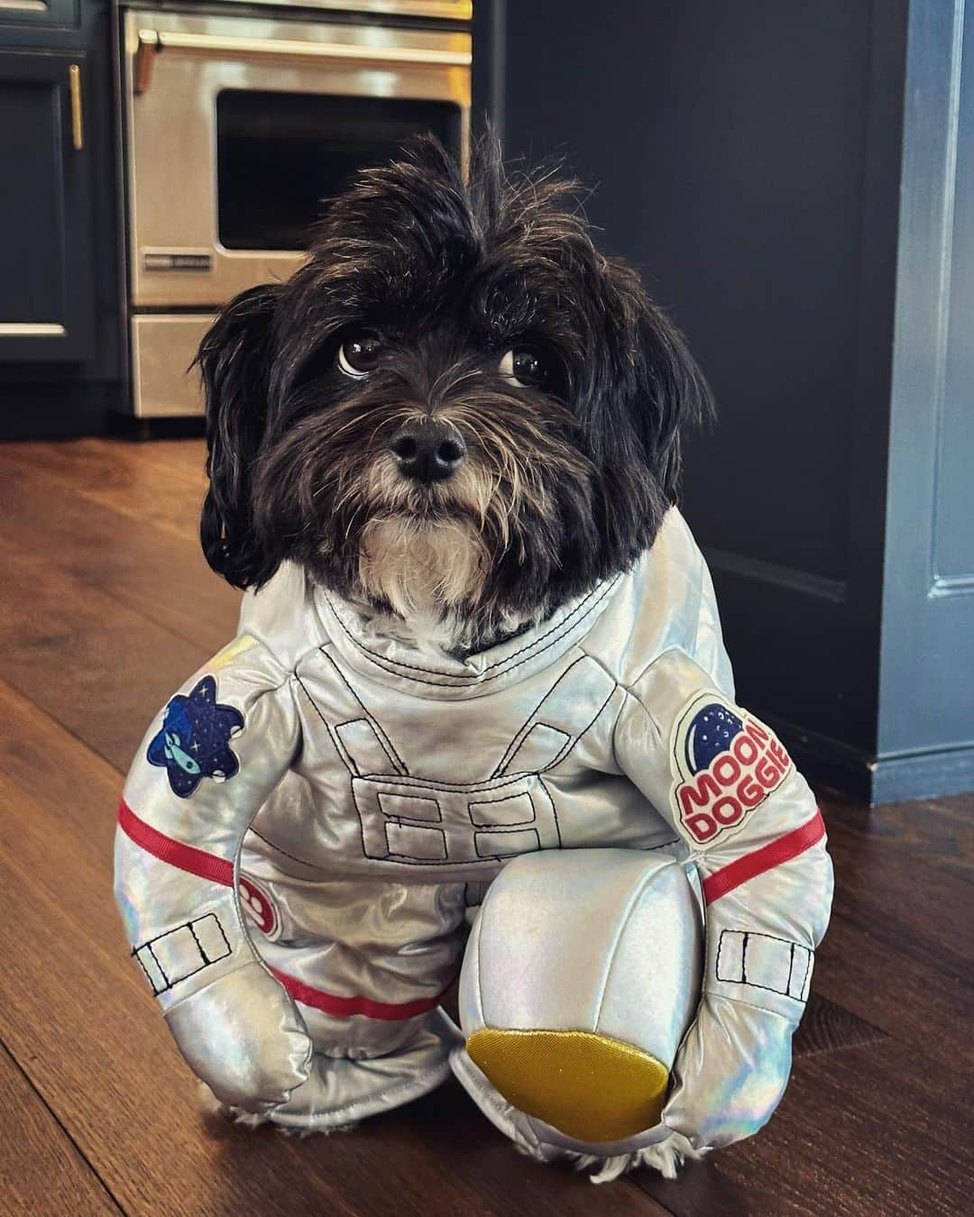 ケヴィン・サスマンのインスタグラム：「In space no one can hear you bark.」