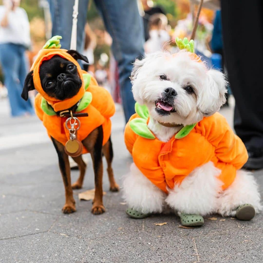 The Dogistさんのインスタグラム写真 - (The DogistInstagram)「Maple, Poco, Millie, Coconut, & Easter – Brussels Griffon, Shihpoo, Pomeranian, Chihuahua, & mix, Washington Square Park, New York, NY • Happy Halloween! 🎃   Featuring @maplesdiary.nyc @poco05302021 @easterbabygirl」11月1日 3時26分 - thedogist