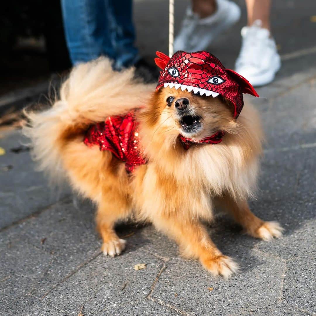 The Dogistさんのインスタグラム写真 - (The DogistInstagram)「Maple, Poco, Millie, Coconut, & Easter – Brussels Griffon, Shihpoo, Pomeranian, Chihuahua, & mix, Washington Square Park, New York, NY • Happy Halloween! 🎃   Featuring @maplesdiary.nyc @poco05302021 @easterbabygirl」11月1日 3時26分 - thedogist