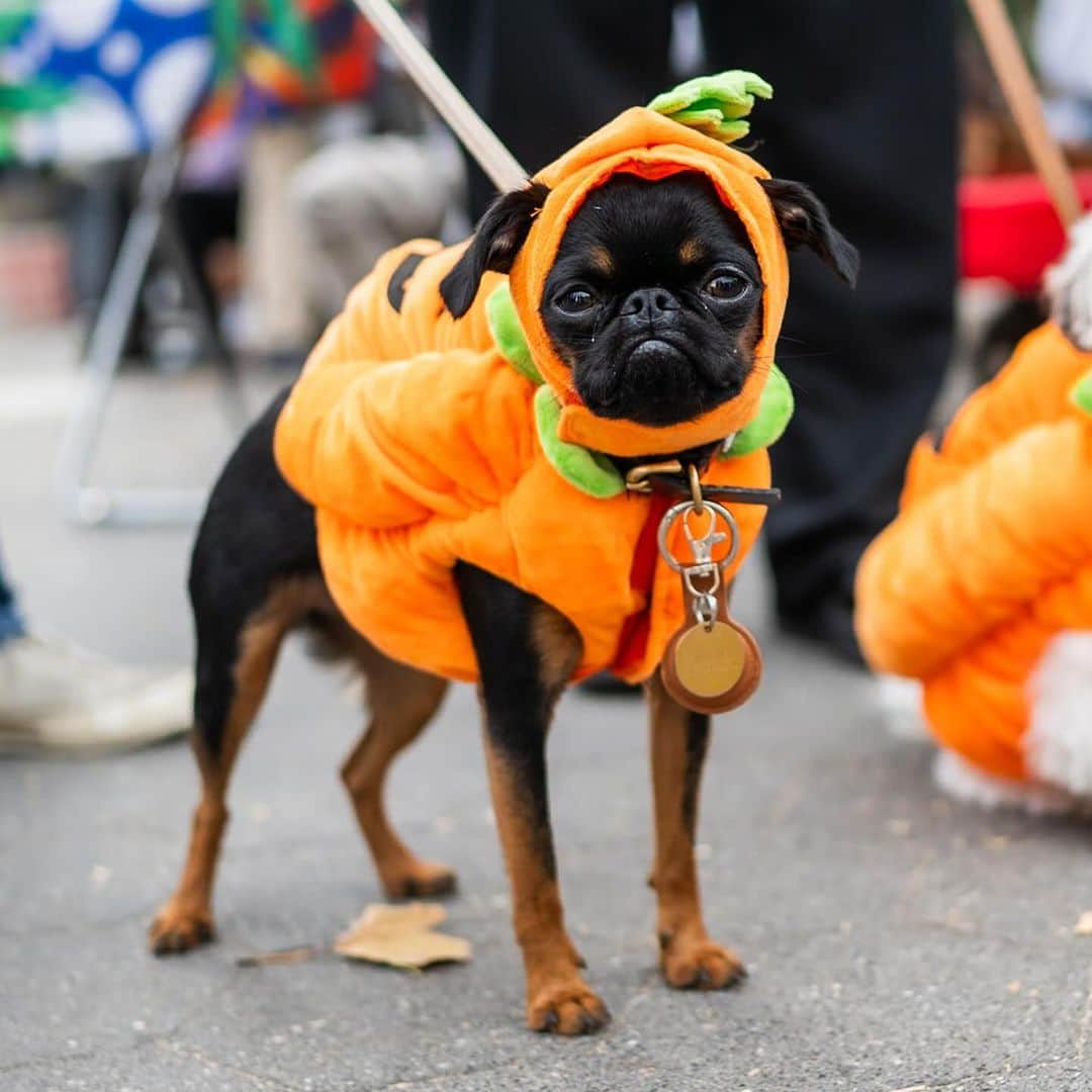 The Dogistのインスタグラム：「Maple, Poco, Millie, Coconut, & Easter – Brussels Griffon, Shihpoo, Pomeranian, Chihuahua, & mix, Washington Square Park, New York, NY • Happy Halloween! 🎃   Featuring @maplesdiary.nyc @poco05302021 @easterbabygirl」