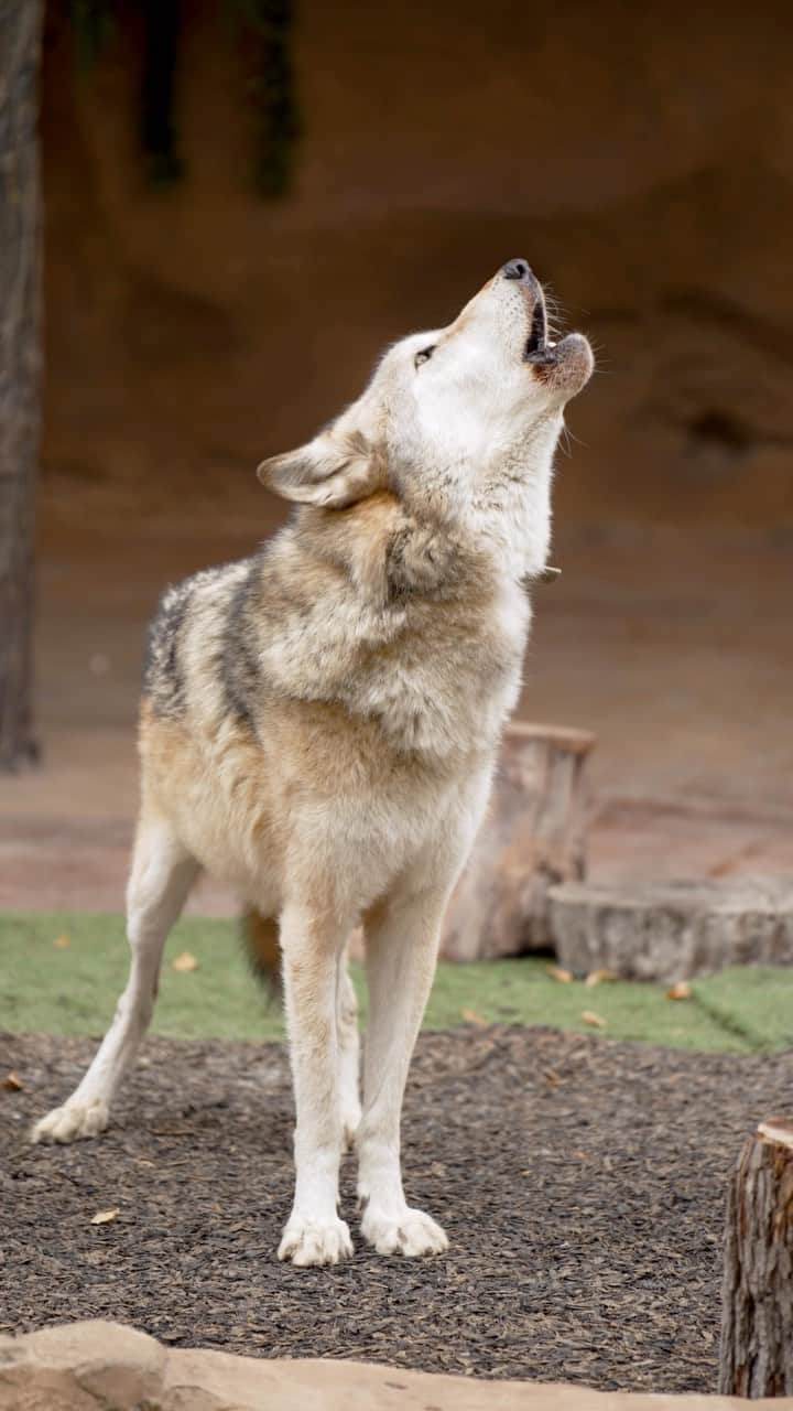 San Diego Zooのインスタグラム：「It’s Howl-loween 🐺  #Halloween #Wolf #Howl #SanDiegoZoo」