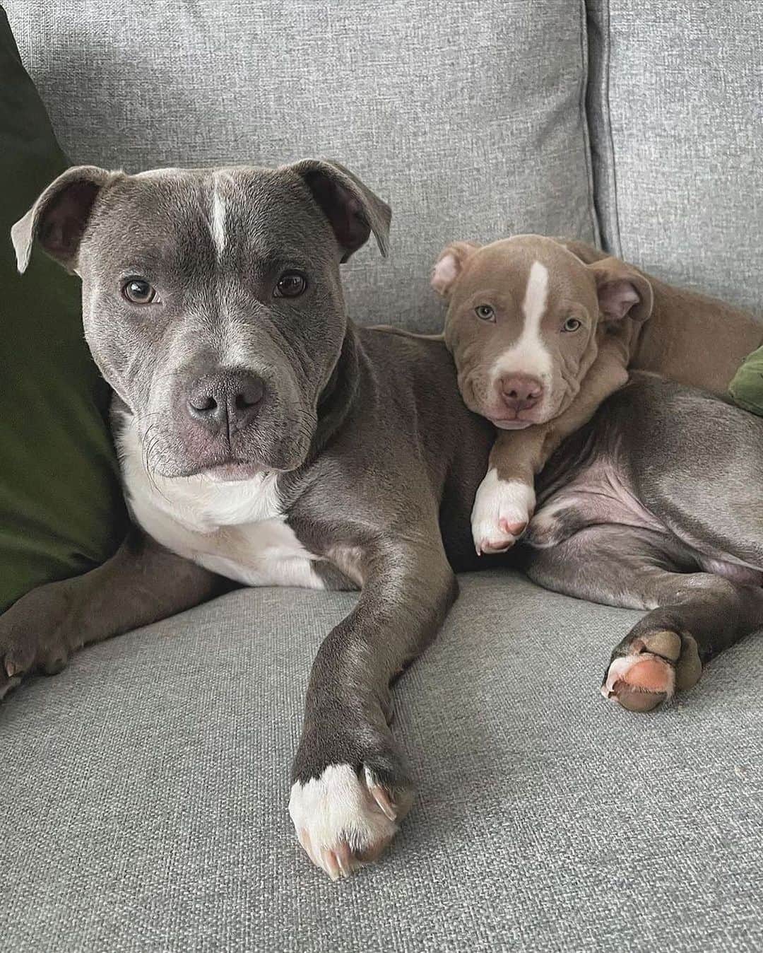 Pit Bull - Fansのインスタグラム：「💕 - @staffydrax_and_rocket」