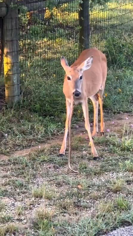 Cute baby animal videos picsのインスタグラム：「I thought deers were only herbivores 😳 Song : NIGHTSWIM - by @jumex check it out. - - Follow us @cutie.animals.page for more !! 💙 - - Credit 📸 via - DM  - #animals #nature #animal #pets #love #cute #wildlife #pet #cats #dog #photography #dogs #instagram #cat #naturephotography #of #photooftheday #dogsofinstagram #animallovers #wildlifephotography #petsofinstagram #birds #catsofinstagram #instagood #petstagram #art #animalsofinstagram #puppy #bird #bhfyp」